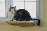 Pet Supplies : Deluxe Window Seat for Cats
