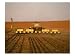 Farmer Using No-Till Corn Planter Art Photographic Poster Print by Grant Heilman, 16x...