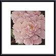Art Poster Metal Framed Print - Fuschia Peonies - Artist: Janet Kruskamp- Poster Size: 12 X 12