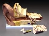 Budget Giant Ear Model (Instock)-CH8
