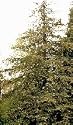 Coast Redwood Tree Seedling