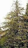 Coast Redwood Tree Seedling