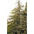 Coast Redwood Tree Seedling
