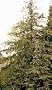 Coast Redwood Tree Seedling
