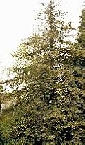 Coast Redwood Tree Seedling