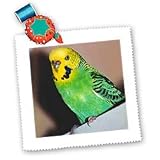 Birds - Budgie Parakeet - Quilt Squares