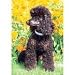 poodle23 - Poodle 300 Piece Puzzle