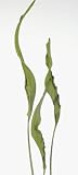 Green Earth Accents Strelitzia - Coco Leaf 39 Long, Package of 12