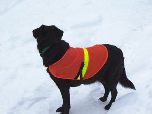 Petsavers Reflective Dog vest Large
