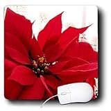 Flowers - Poinsettia - Mouse Pads