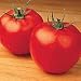 Rutgers Tomato packet