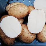 Potato Seeds - Potato Catalina Hybrid Seeds