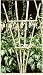 BRENT-WOOD PLANTERS #CCAFT48 28x48 WD Fan Trellis