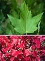 Acer rubrum: Red Maple Seeds