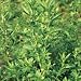 Organic Epazote - 100 Seeds - Traditional/Medicinal Image