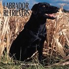 Dog Breeds Labrador Retrievers Ca