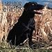 Book Dog Breeds Labrador Retrievers Ca