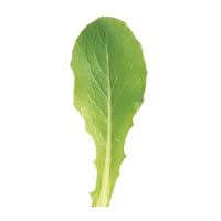 David's Non-Hybrid Organic Romaine Lettuce Defender 200 Seeds per Packet