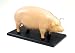 スカイネット 立体パズル 4D VISION 動物解剖 No.01 豚解剖モデル_s-2