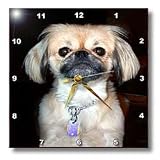 Pekingese