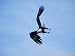 An American Bald Eagle Makes a Sharp Turn in Mid-Air Photographic Poster Print, 24x18