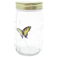 Kunst Schmetterling im Eimachglas (Glas) - Gelber Ritterfalter