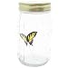 Butterfly in a Jar - Yellow Swallowtail