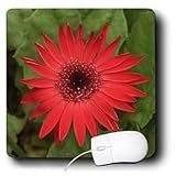 Flowers - Red Gerber - Mouse Pads