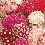 SUTTONS SEEDS: Sweet William Perfume Mix Seeds (800 seeds)