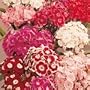 SUTTONS SEEDS: Sweet William Perfume Mix Seeds (800 seeds)