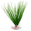 Hairgrass - Small - 7 in.