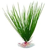 Hairgrass - Small - 7 in.