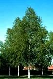 Betula pendula: European White Birch Seeds