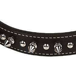 PETCO Leather 1" Dog Collar in Black with Metal Spikes