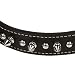 PETCO Leather 1" Dog Collar in Black with Metal Spikes