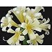 Light Yellow Clivia 5 Seeds
