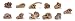 Safari LTD Dinosaur Skulls Tube_s-2