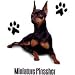 Miniature Pinscher Dog Womens Scoop Neck T-Shirt