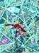 Infinite Crisis #2 of 7 (Jan 06)