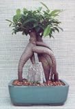 Ginseng Ficus Bonsai Tree .(Ficus Retusa)