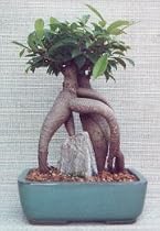 Bonsai Boy's Ginseng Ficus Bonsai Tree - Medium<br><i>(Ficus Retusa)</i>