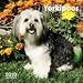 Yorkipoos 2010 Wall Calendar