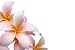 Frangipani Flower Isolated on White Background - 72