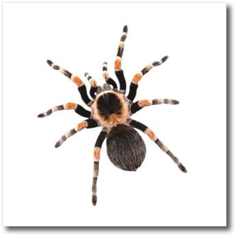 Xander holiday quotes - tarantula picture of giant hairy tarantula on white background - 6x6 Iron on Heat Transfer for White Material (ht_201874_2)