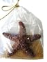 Chocolate Starfish Gift Bag, Milk Chocolate