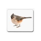 BirdsVocabularyCards