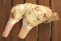 Thai Fresh galangal - 14 oz