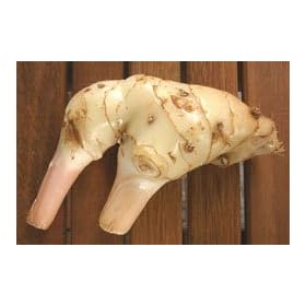 Thai Fresh galangal - 14 oz