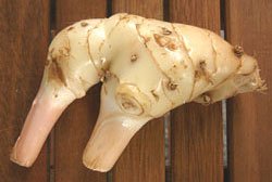 Thai Fresh galangal - 14 oz by Fresh Galangal