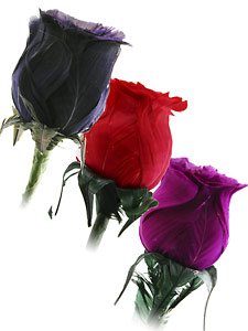 Rose Bud - Assorted